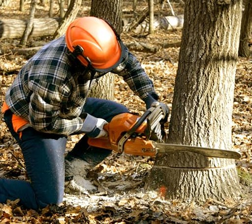Tree Removal in East Dublin, GA